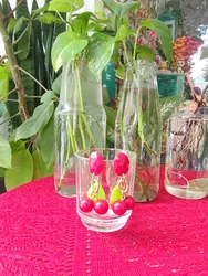 עגילי שרון